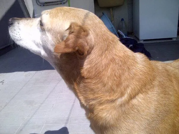 Cachorro ra a labrador idade 6 ou mais anos nome Barra Funda