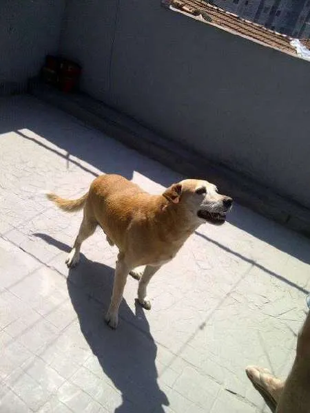 Cachorro ra a labrador idade 6 ou mais anos nome Barra Funda