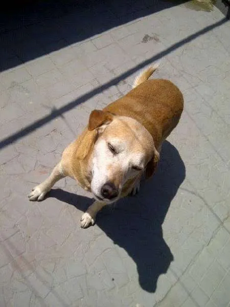 Cachorro ra a labrador idade 6 ou mais anos nome Barra Funda