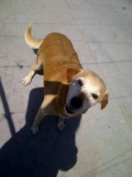 Cachorro ra a labrador idade 6 ou mais anos nome Barra Funda