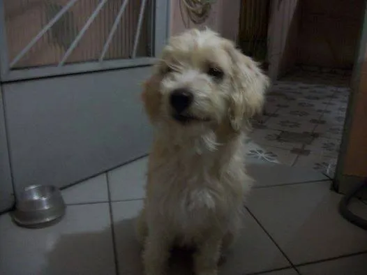 Cachorro ra a sdr idade 2 anos nome Malu