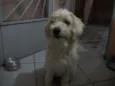 Malu