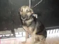 moly