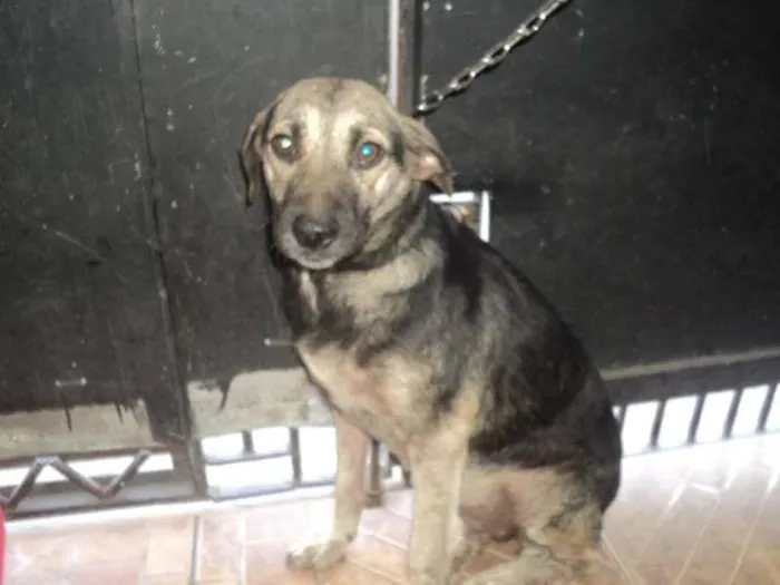 Cachorro ra a sdr idade  nome moly