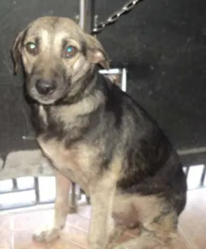 Cachorro raça sdr idade  nome moly