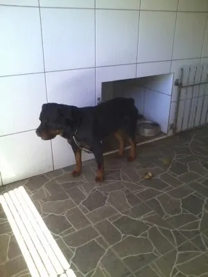 Cachorro ra a hotwailer idade 4 anos nome wilbor