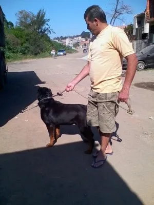 Cachorro ra a hotwailer idade 4 anos nome wilbor