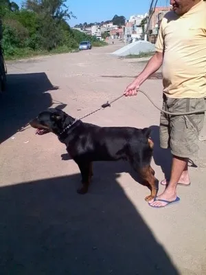 Cachorro ra a hotwailer idade 4 anos nome wilbor