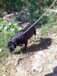 wilbor