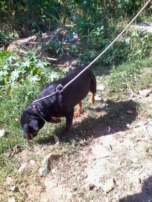 Cachorro ra a hotwailer idade 4 anos nome wilbor