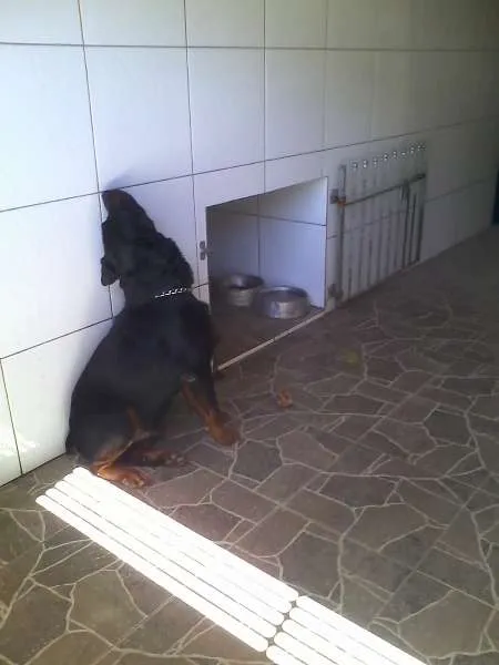 Cachorro ra a hotwailer idade 4 anos nome wilbor