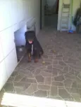 wilbor