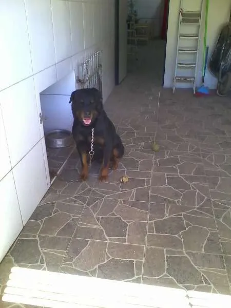 Cachorro ra a hotwailer idade 4 anos nome wilbor