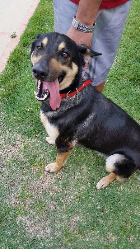Cachorro ra a Pastor Alemão idade 7 a 11 meses nome vários 