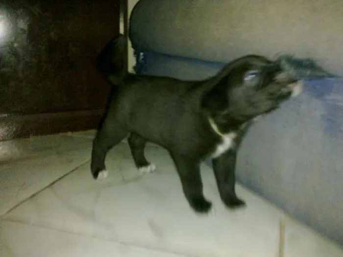 Cachorro raça SRD idade Abaixo de 2 meses nome ted e malu 