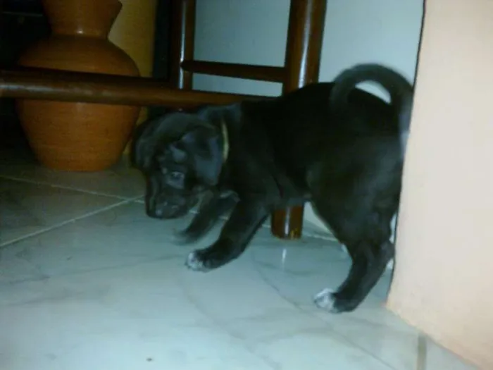 Cachorro raça SRD idade Abaixo de 2 meses nome ted e malu 