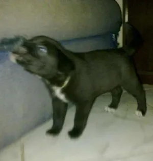 Cachorro raça SRD idade Abaixo de 2 meses nome ted e malu 