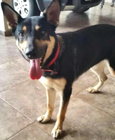 Cachorro ra a Pastor Alemão idade 7 a 11 meses nome vários 