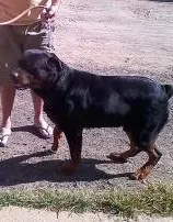 Cachorro ra a hotwailer idade 4 anos nome wilbor
