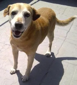 Cachorro raça labrador idade 6 ou mais anos nome Barra Funda