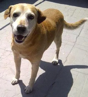 Cachorro ra a labrador idade 6 ou mais anos nome Barra Funda