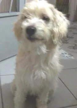 Cachorro raça sdr idade 2 anos nome Malu