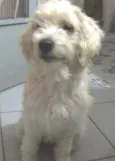 Malu
