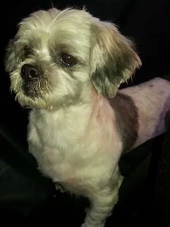 Cachorro ra a Lhasa Apso idade  nome Sem nome