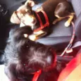 Ines e Felipa
