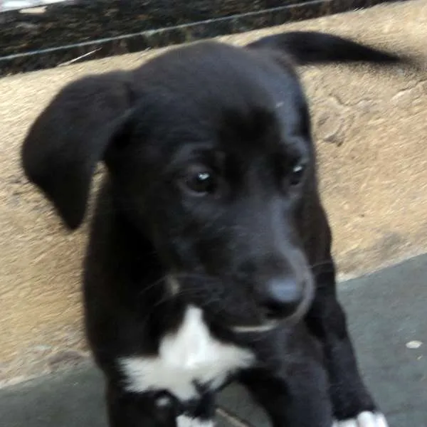 Cachorro ra a Fila idade 2 a 6 meses nome Novinhos