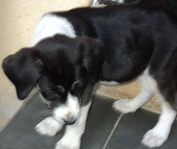 Cachorro ra a Fila idade 2 a 6 meses nome Novinhos