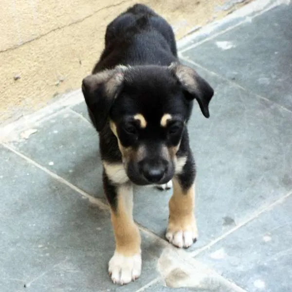 Cachorro ra a Fila idade 2 a 6 meses nome Novinhos