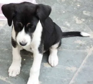 Cachorro raça Fila idade 2 a 6 meses nome Novinhos
