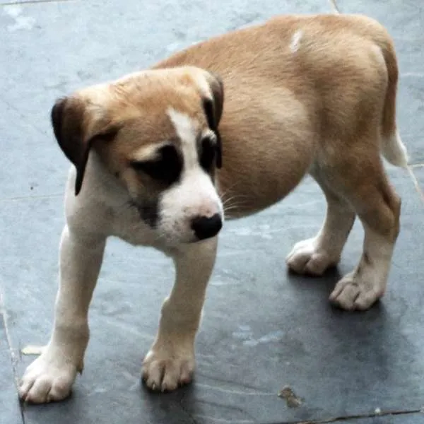 Cachorro ra a Fila idade 2 a 6 meses nome Novinhos