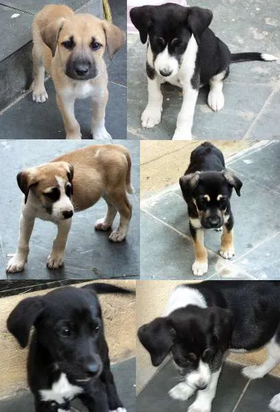 Cachorro ra a Fila idade 2 a 6 meses nome Novinhos