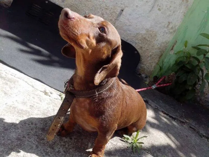 Cachorro ra a Dachshund idade 2 anos nome Ralf