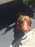 Ralf