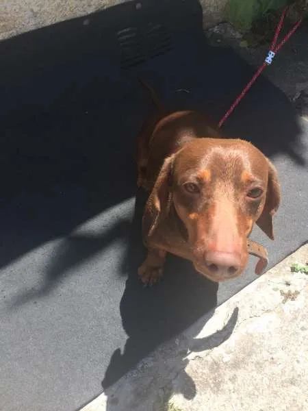 Cachorro ra a Dachshund idade 2 anos nome Ralf