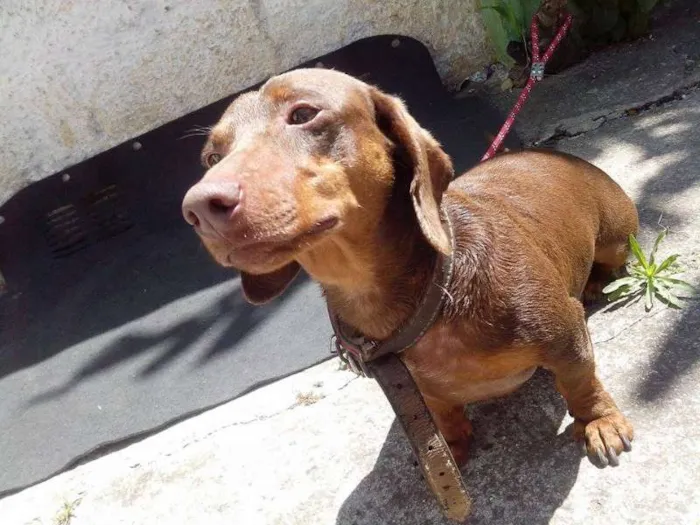 Cachorro ra a Dachshund idade 2 anos nome Ralf
