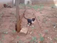 Frajolinha
