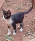 Frajolinha