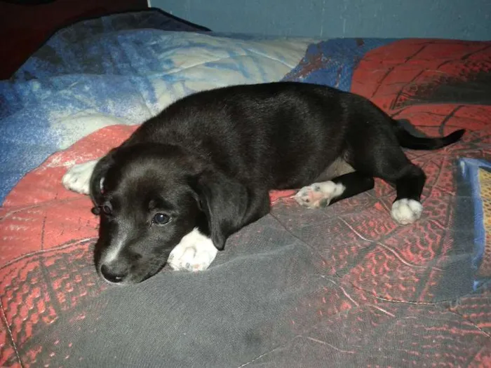 Cachorro ra a  idade Abaixo de 2 meses nome filhotes