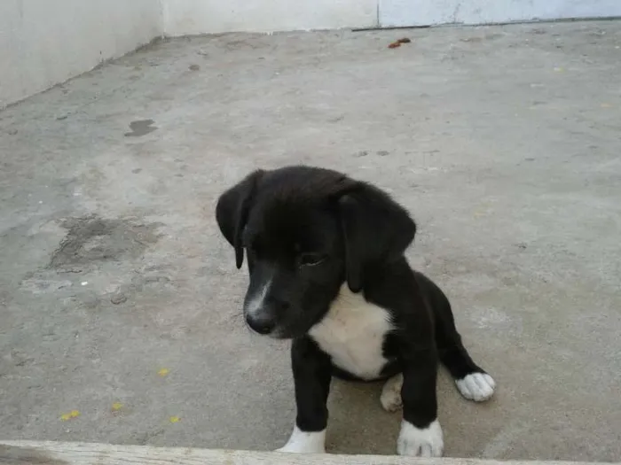 Cachorro ra a  idade Abaixo de 2 meses nome filhotes