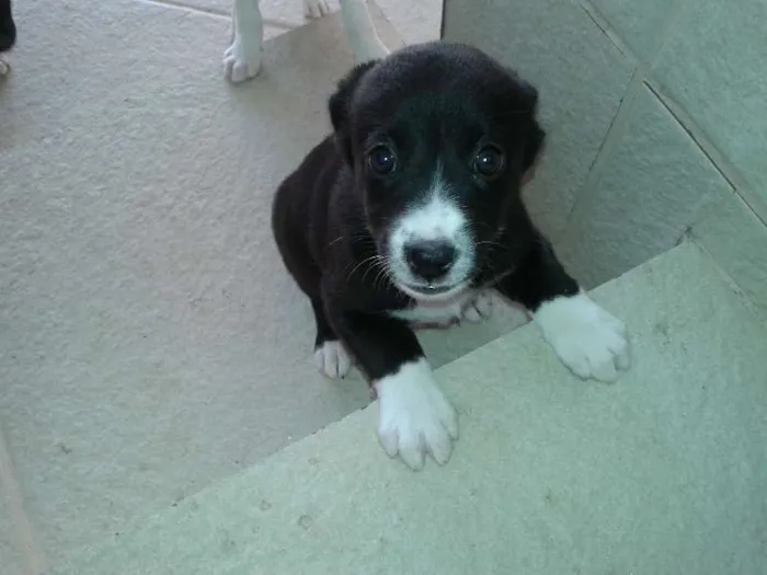 Cachorro ra a  idade Abaixo de 2 meses nome filhotes