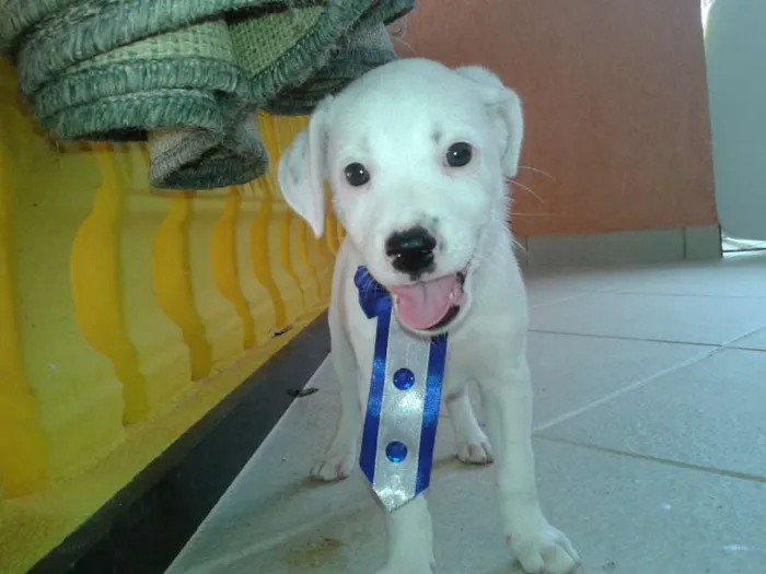 Cachorro ra a  idade Abaixo de 2 meses nome filhotes