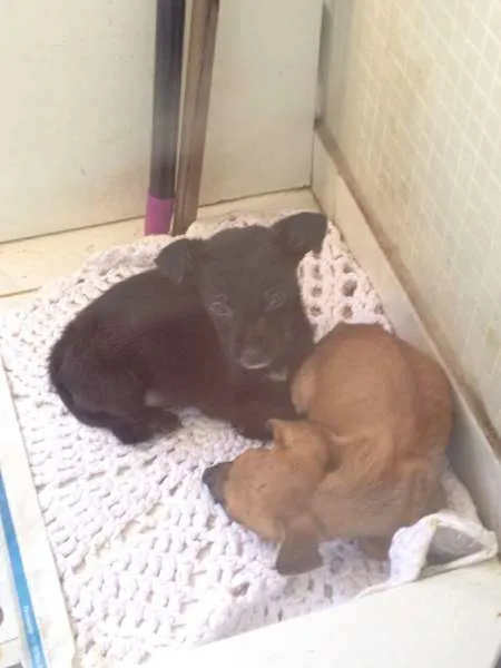 Cachorro ra a  idade Abaixo de 2 meses nome nao tem nome