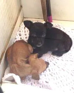 Cachorro raça  idade Abaixo de 2 meses nome nao tem nome