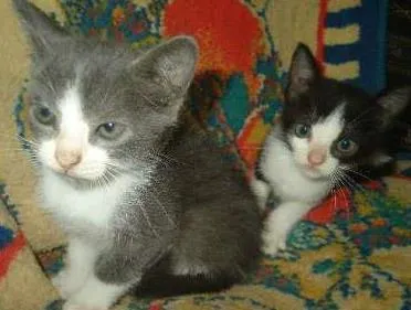 Gato ra a  idade Abaixo de 2 meses nome sem nome