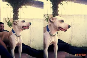 Cachorro raça SRD idade 7 a 11 meses nome preta