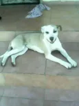 Preta 
